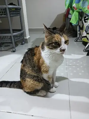 Gato encontrado