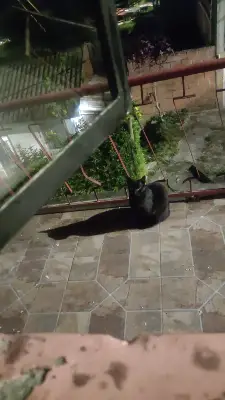 Gato encontrado