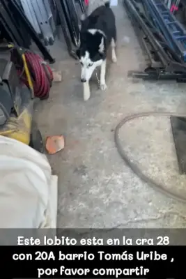 Perro encontrado