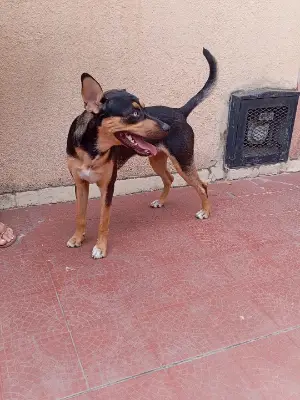 Perro encontrado — foto 4