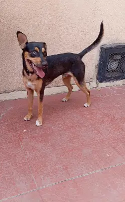 Perro encontrado — foto 3
