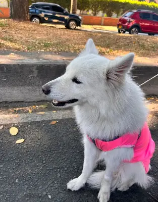 Perro encontrado