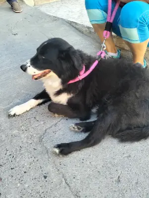 Perro encontrado — foto 1
