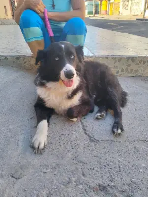 Perro encontrado — foto 2