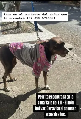 Perro encontrado