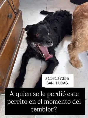 Perro
