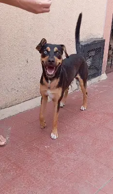 Perro encontrado — foto 1