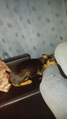 Perro encontrado