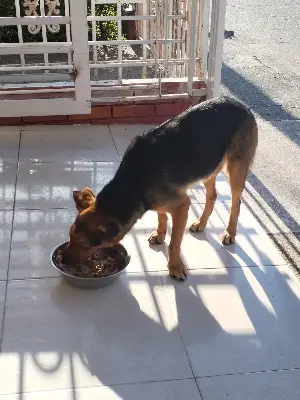 Perro encontrado — foto 1