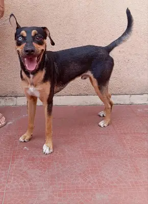Perro encontrado — foto 5