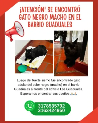 Gato encontrado