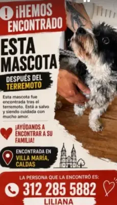 Perro encontrado
