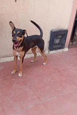 Perro encontrado — foto 2