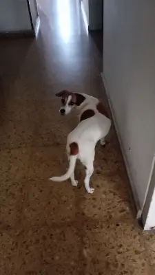Pipa — foto 1