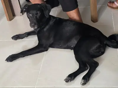 Luna — foto 2