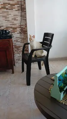 Paco — foto 4