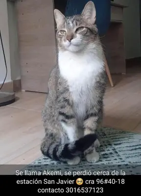 Akemi