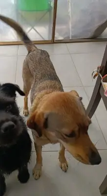 Laika — foto 2