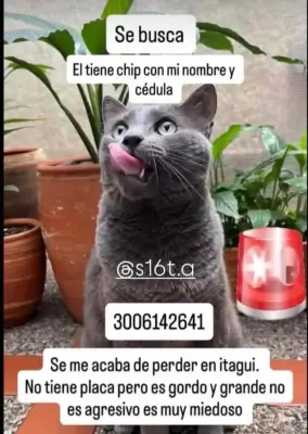 Gato