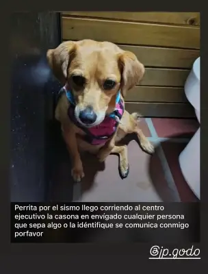Perro perdido