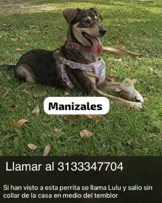 Lulu