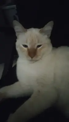 Paco — foto 6