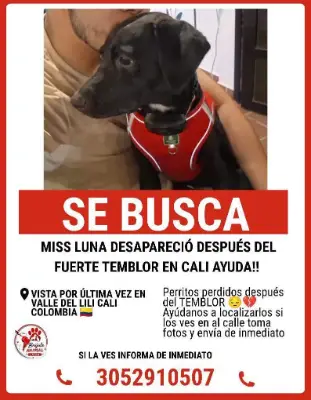 Luna — foto 3
