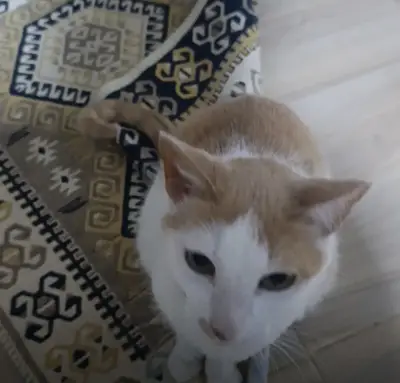 Missi — foto 2