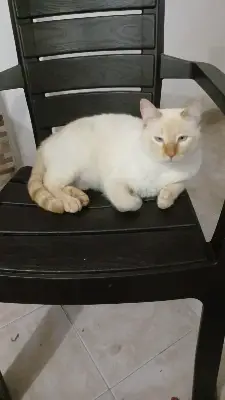 Paco — foto 3