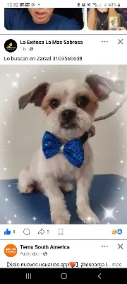 Simon monchito — foto 1