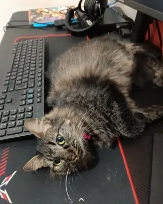 Kiwi
