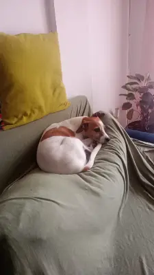 Pipa — foto 3