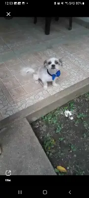 Simon monchito — foto 3