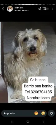 Icaro