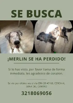 Perro perdido — foto 1
