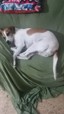 Pipa — foto 2
