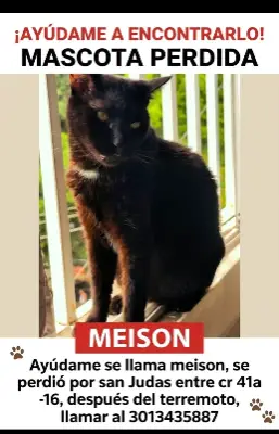 Meison