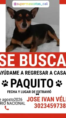Paquito