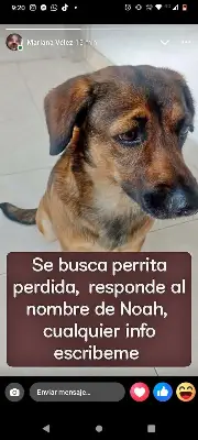 Noa