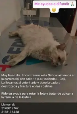 Mascota perdida