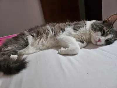 ORIÓN — foto 3