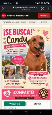 Candy