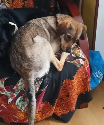 Laika — foto 1