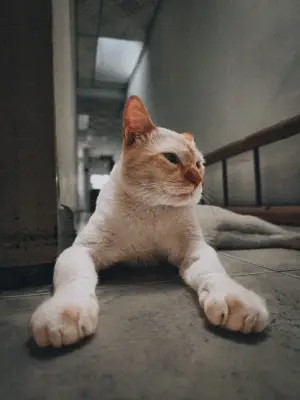 Paco — foto 1