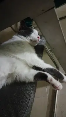 Luli — foto 2