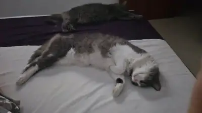 ORIÓN — foto 1