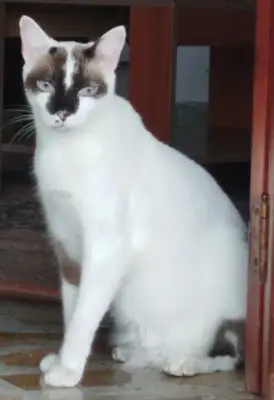Tomy — foto 1