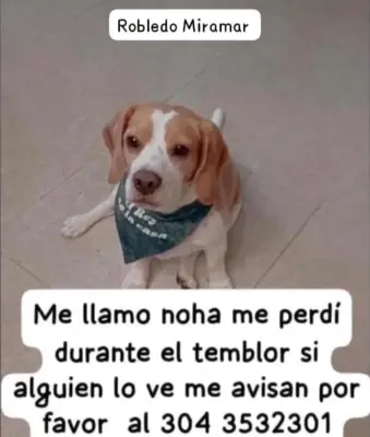 Noha