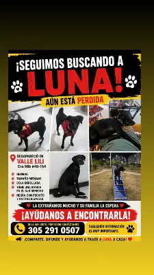 Luna — foto 4