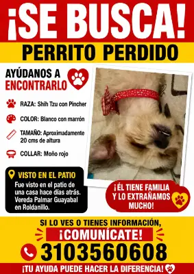 Simon monchito — foto 2
